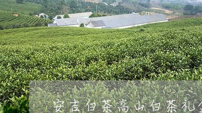 安吉白茶高山白茶礼盒/2023092917080