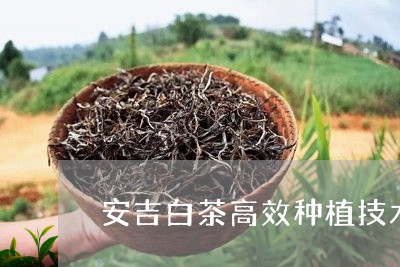 安吉白茶高效种植技术/2023092965927