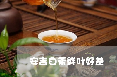 安吉白茶鲜叶好差/2023061844159