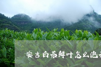 安吉白茶鲜叶怎么泡茶/2023092927472