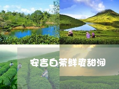 安吉白茶鲜爽甜润/2023061831602