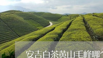 安吉白茶黄山毛峰哪个好/2023101792506