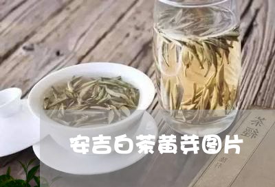 安吉白茶黄芽图片/2023061830491