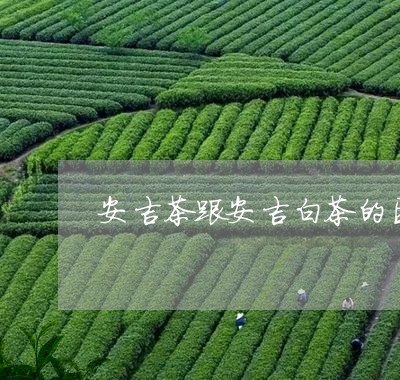 安吉茶跟安吉白茶的区别/2023102447270