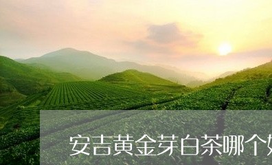 安吉黄金芽白茶哪个好/2023092964036