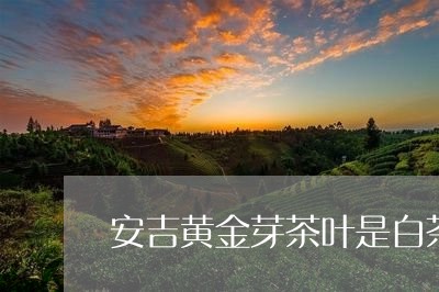 安吉黄金芽茶叶是白茶吗/2023102453057