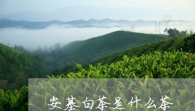 安基白茶是什么茶/2023061898380