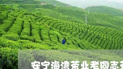 安宁海湾茶业老同志茶/2023092060804