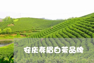 安庆寿眉白茶品牌/2023061857372