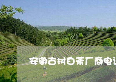 安徽古树白茶厂商电话/2023092918493