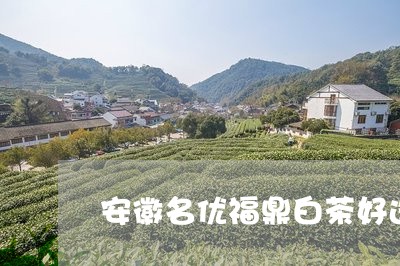 安徽名优福鼎白茶好选择/2023062980493