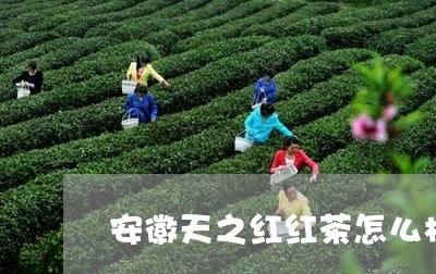 安徽天之红红茶怎么样/2023071348371