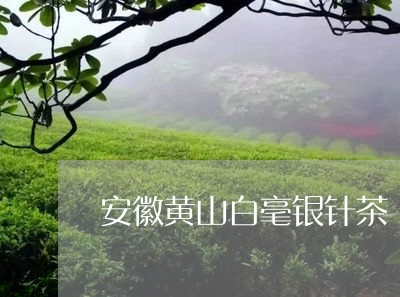 安徽黄山白毫银针茶/2023120504846