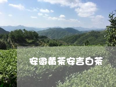 安徽黄茶安吉白茶/2023061833126