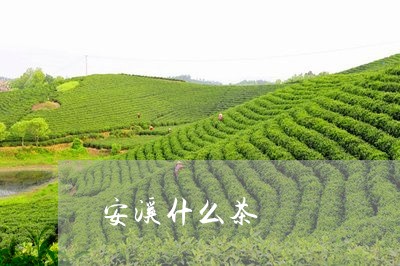 安溪什么茶/2023090249597