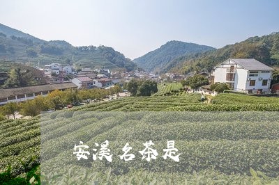 安溪名茶是/2023090230371