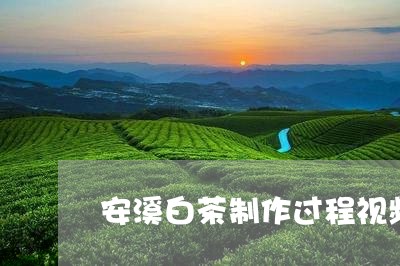 安溪白茶制作过程视频/2023092959392