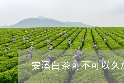 安溪白茶可不可以久放/2023092917140