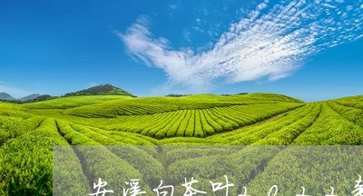 安溪白茶叶2022新茶/2023082627281