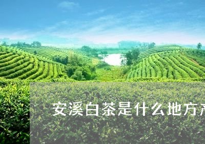 安溪白茶是什么地方产的/2023101793047