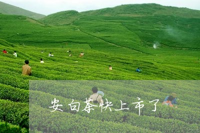 安白茶快上市了/2023061737261