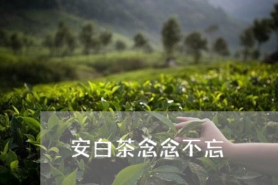 安白茶念念不忘/2023061796047