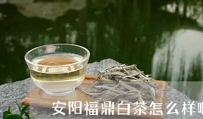 安阳福鼎白茶怎么样啊/2023111518693