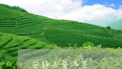 安静县普洱茶/2023042941169