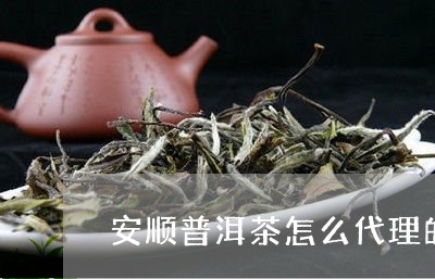 安顺普洱茶怎么代理的呢/2023110303941