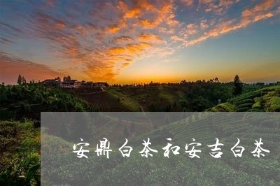 安鼎白茶和安吉白茶/2023062928350