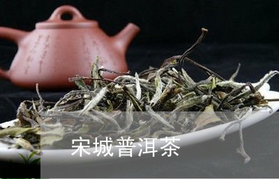 宋城普洱茶/2023090536039