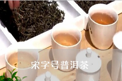 宋字号普洱茶/2023042766985