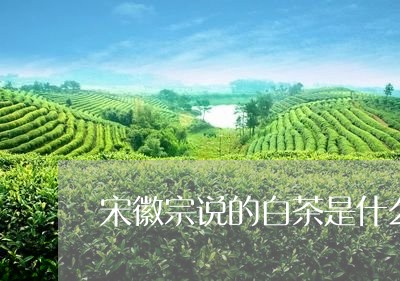 宋徽宗说的白茶是什么茶/2023101715260