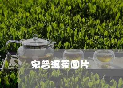 宋普洱茶图片/2023042717908