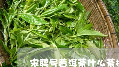 宋聘号普洱茶什么茶树/2023092873926