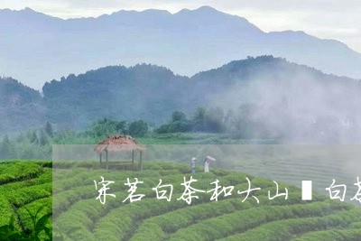 宋茗白茶和大山坞白茶/2023093005038