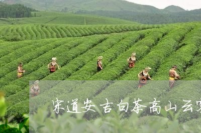 宋道安吉白茶高山云雾茶/2023101739471