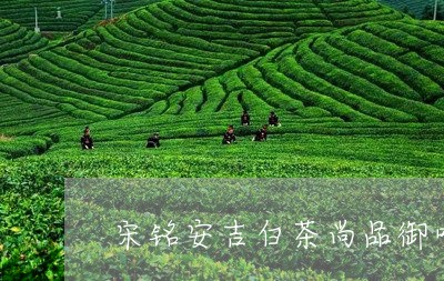 宋铭安吉白茶尚品御叶/2023093002939