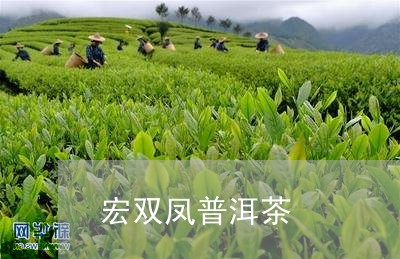 宏双凤普洱茶/2023042676332