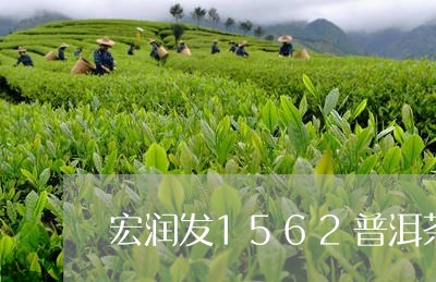 宏润发1562普洱茶/2023100683735