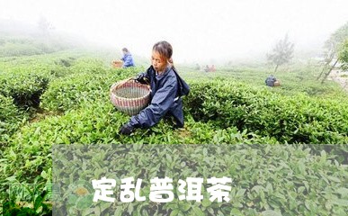 定乱普洱茶/2023102555052