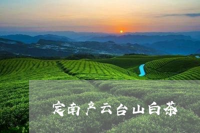 定南产云台山白茶/2023061770714