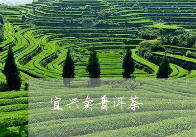 宜兴卖普洱茶/2023042823450