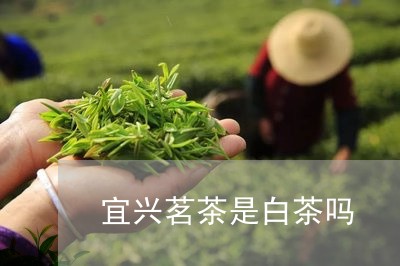 宜兴茗茶是白茶吗/2023061837483