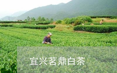 宜兴茗鼎白茶/2023051579494