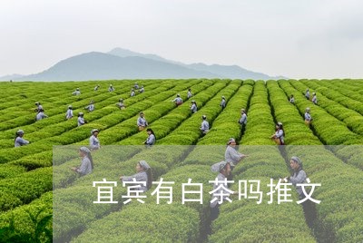 宜宾有白茶吗推文/2023093037380