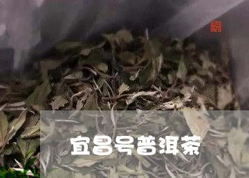 宜昌号普洱茶/2023042747591