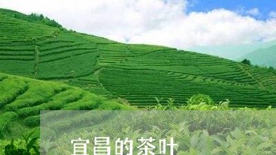 宜昌的茶叶/2023041883609