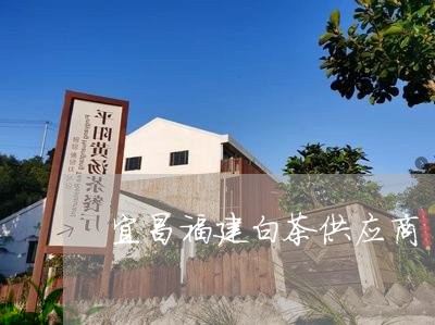 宜昌福建白茶供应商/2023120505039