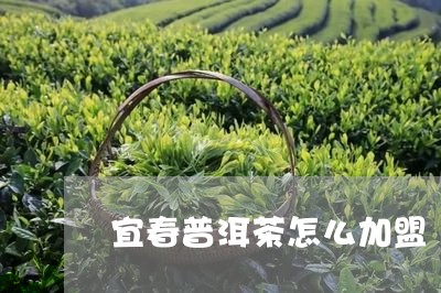 宜春普洱茶怎么加盟/2023042829583